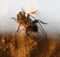 Miaenia inlineata