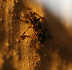 Miaenia inlineata