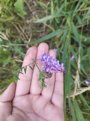 Vicia cracca