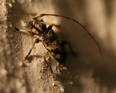 Miaenia inlineata