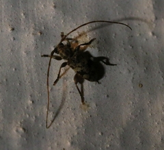 Miaenia inlineata