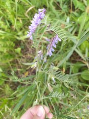 Vicia cracca