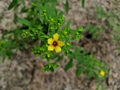 Hypericum lobocarpum