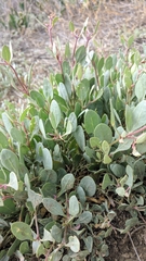 Atriplex verrucifera