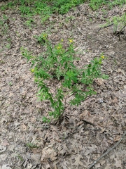 Hypericum lobocarpum