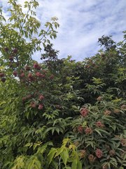 Sambucus racemosa
