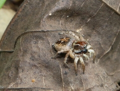 Stenaelurillus lesserti