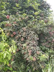 Sambucus racemosa