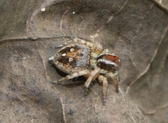 Stenaelurillus lesserti