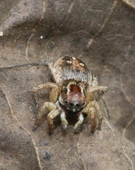 Stenaelurillus lesserti