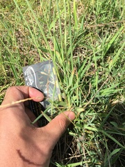 Digitaria mollicoma