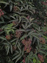 Sambucus racemosa