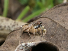 Stenaelurillus lesserti