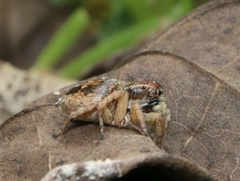 Stenaelurillus lesserti