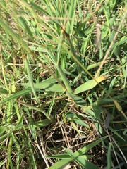 Digitaria mollicoma
