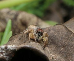 Stenaelurillus lesserti