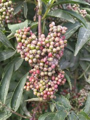 Sambucus racemosa