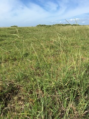 Digitaria mollicoma