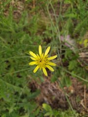 Tragopogon pratensis