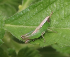 Spathosternum prasiniferum