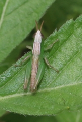 Spathosternum prasiniferum