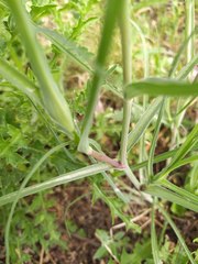 Tragopogon pratensis