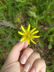 Tragopogon pratensis