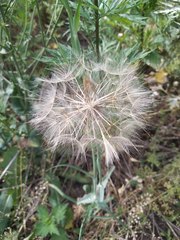 Tragopogon pratensis