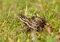 Seoane's Viper photo 5