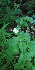 Stellaria nemorum