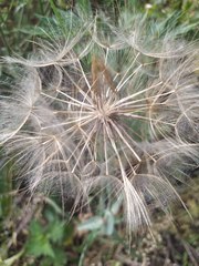 Tragopogon pratensis