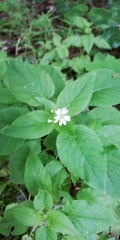 Stellaria nemorum