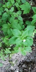 Stellaria nemorum