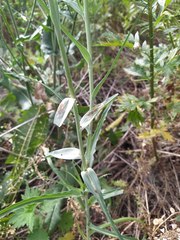 Tragopogon pratensis