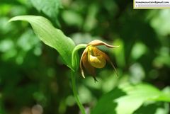 Cypripedium shanxiense