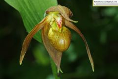 Cypripedium shanxiense