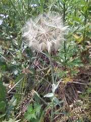 Tragopogon pratensis