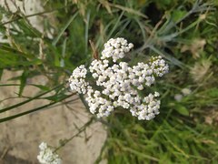 Achillea millefolium