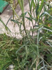 Achillea millefolium