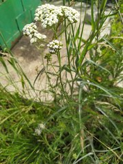 Achillea millefolium
