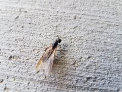 Camponotus modoc