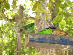 Tangara cyanocephala