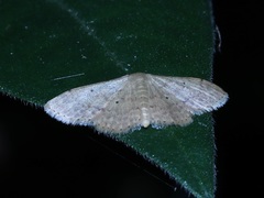 Idaea trisetata