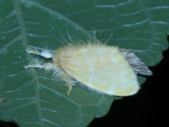 Euproctis taiwana