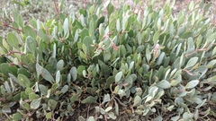 Atriplex verrucifera