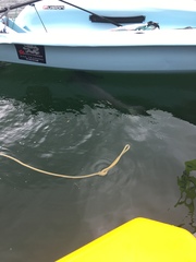 Rachycentron canadum