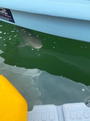 Rachycentron canadum