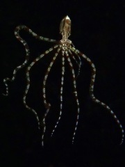 Thaumoctopus mimicus