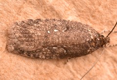 Agonopterix heracliana