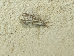 Chrysocramboides craterella